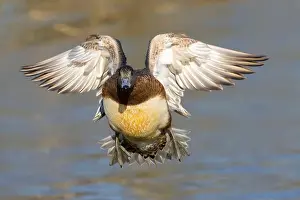 American Wigeon Prints: American wigeon (Mareca americana)