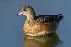 American Wigeon Prints: American wigeon (Mareca americana)