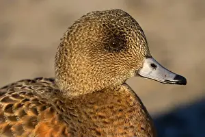 American Wigeon Prints: American wigeon (Mareca americana)