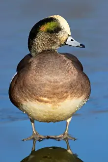 American wigeon (Mareca americana), George C Reifel Migratory Bird Sanctuary, British Columbia, Canada