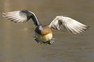 American Wigeon Prints: American wigeon (Mareca americana)