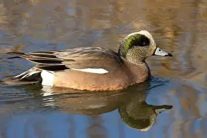American Wigeon Prints: American wigeon (Mareca americana)