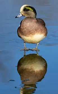 American Wigeon Prints: American wigeon (Mareca americana)