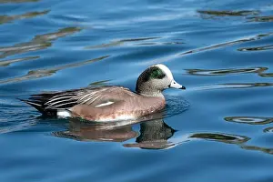 Tucson Prints: American Wigeon (Mareca americana)