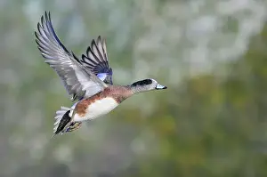 Ducks Prints: American wigeon (Mareca americana) drake flying over lake against trees