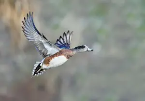 Ducks Prints: American wigeon (Mareca americana) drake flying over lake against trees