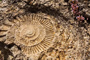 Natural Park Prints: Ammonite fossil. Torcal de Antequera
