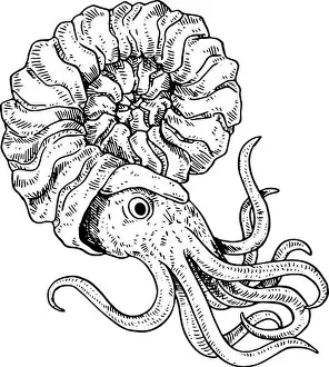 Cephalopod Prints: Ammonite - hand drawn illustration of extinct animal | realistic