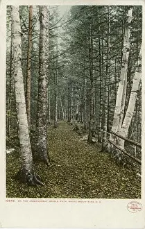 White Mountains Prints: On The Ammonoosuc Bridle Path, White Mountains, N. H. still image, Postcards, 1898 - 1931