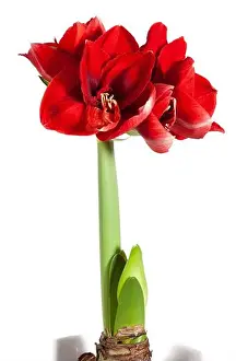 House Plant Prints: Amorita Danu® Hippeastrum, Amaryllis (Hippeastrum x hortorum)