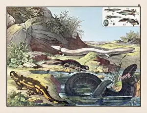 Domestic Cat Prints: Amphibians. Vintage Animal illustration published in a German natural history book in the 19th century