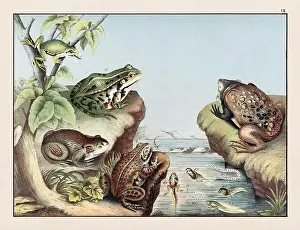 Domestic Cat Prints: Amphibians. Vintage Frog illustration published in a German natural history book in the 19th century