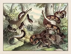 Domestic Cat Prints: Amphibians. Vintage Reptile illustration published in a German natural history book in the 19th century