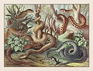 Domestic Cat Prints: Amphibians. Vintage Reptile illustration published in a German natural history book in the 19th century