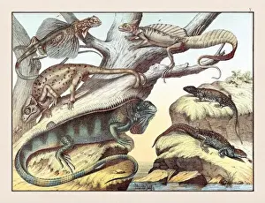Domestic Cat Prints: Amphibians. Vintage Reptile illustration published in a German natural history book in the 19th century