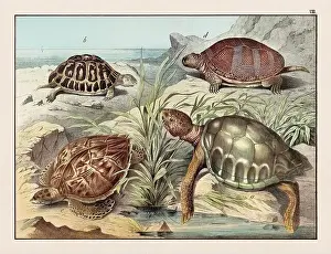 Domestic Cat Prints: Amphibians. Vintage Turtle illustration published in a German natural history book in the 19th century