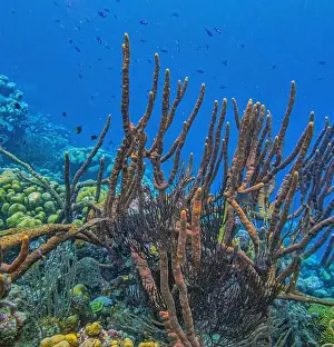 Sponges Prints: Amphimedon compressa, the erect rope sponge