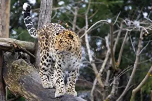 Stalking Prints: Amur leopard (Panthera pardus orientalis)