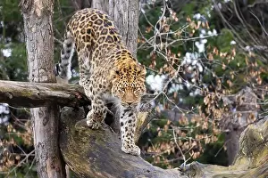 Stalking Prints: Amur leopard (Panthera pardus orientalis)