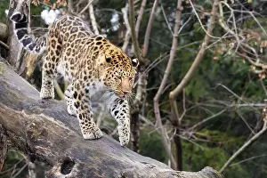 Stalking Prints: Amur leopard (Panthera pardus orientalis)