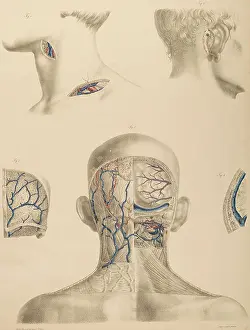 Textbooks Prints: An anatomical illustration from Anton Nuhn's 1846 Surgical-Anatomical Tables