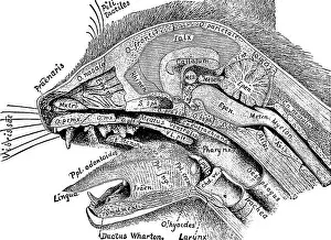 Comparative Prints: Anatomical technology as applied to the domestic cat; an introduction to human