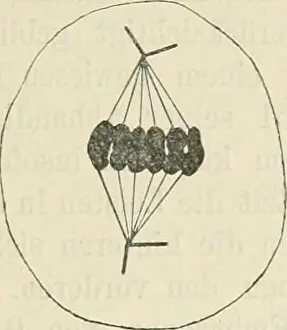 Bookyear1901 Prints: Anatomischer Anzeiger. Anatomy