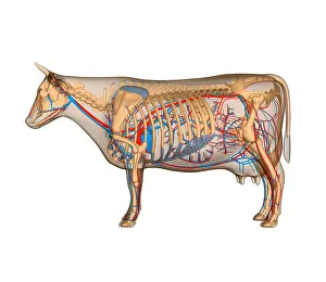 Bovidae Prints: Anatomy of the cow circulary heart circulation