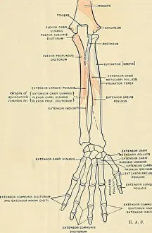 Booksubjectanatomy Prints: Anatomy, descriptive and applied