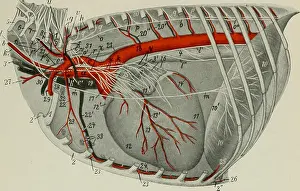 The anatomy of the domestic animals