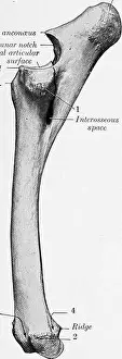 Bookdecade1910 Prints: The anatomy of the domestic animals