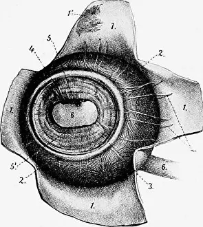 The anatomy of the domestic animals