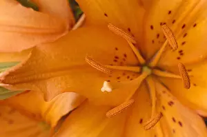 Pistil Prints: ANATOMY OF A FLOWER. STAMEN AND PISTIL OF LILY