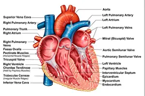 Muscles Prints: Anatomy of heart interior, frontal section