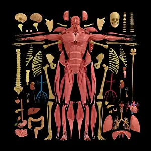 Skeletal Prints: Anatomy illustration of human body parts exploded view flatlay 3D illustration