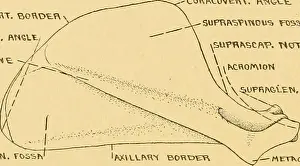 Bookdecade1920 Prints: Anatomy of the wood rat; comparative anatomy of the subgenera of the American wood rat (genus Neotoma)