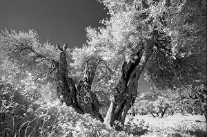 Infrared Prints: Ancient Olive tree with split trunk, Cyprus