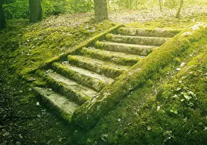 Lichen Prints: Ancient stone stair steps in the woods covered by green moss