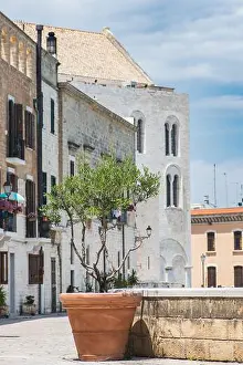 Puglia Prints: Ancient walls with Pontifical Basilica or Church of Saint Nicholas and olive tree in a vase in Bari old town