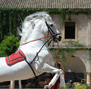 Mane Prints: Andalusian white horse in jump