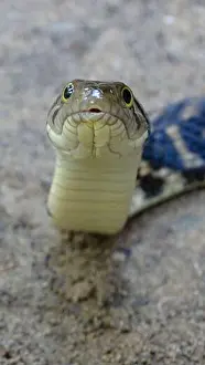 Viper Prints: Andaman Keelback Water Snake, Xenochrophis tytleri Blyth