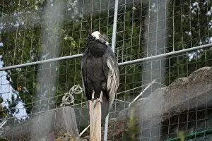 Large Bird Prints: Andean condor perched on wooden post in wildlife enclosure