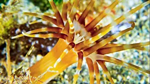 Animal Colour Prints: Anemone, Cabo Cope-Puntas del Calnegre Natural Park