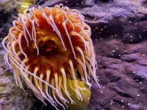 Open Water Prints: Anemone with open tentacles. Marine aquarium