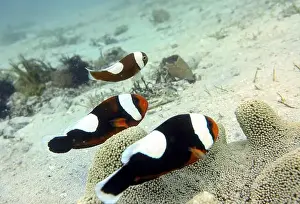 Anemonefish Prints: Anemonefish, Clownfish Deep Sea Exploration 2025 Clownfish or anemonefish are fishes from the subfamily Amphiprioninae
