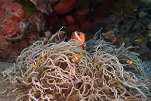 Anemonefish Prints: Anemonefish, Clownfish Deep Sea Exploration 2025 Clownfish or anemonefish are fishes from the subfamily Amphiprioninae