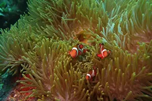 Anemonefish Prints: Anemonefish, Clownfish Deep Sea Exploration 2025 Clownfish or anemonefish are fishes from the subfamily Amphiprioninae