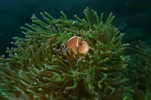 Anemonefish Prints: Anemonefish, Clownfish Deep Sea Exploration 2025 Clownfish or anemonefish are fishes from the subfamily Amphiprioninae