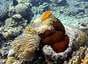 Anemonefish Prints: Anemonefish, Clownfish Deep Sea Exploration 2025 Clownfish or anemonefish are fishes from the subfamily Amphiprioninae