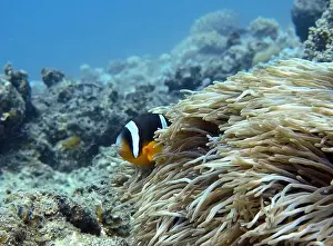 Anemonefish Prints: Anemonefish, Clownfish Deep Sea Exploration 2025 Clownfish or anemonefish are fishes from the subfamily Amphiprioninae